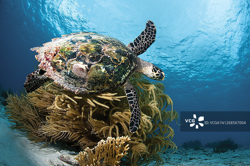 成年龟。博内尔岛珊瑚礁图片素材