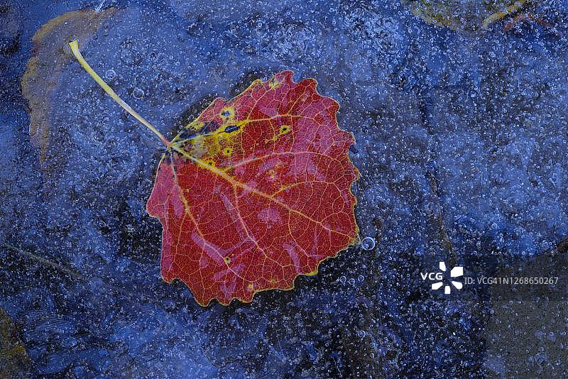 在秋天湖的冰上的一片(白杨)的叶子，树叶着色，戈尔登斯泰特，奥尔登伯格明斯特兰，下萨克森州，德国图片素材