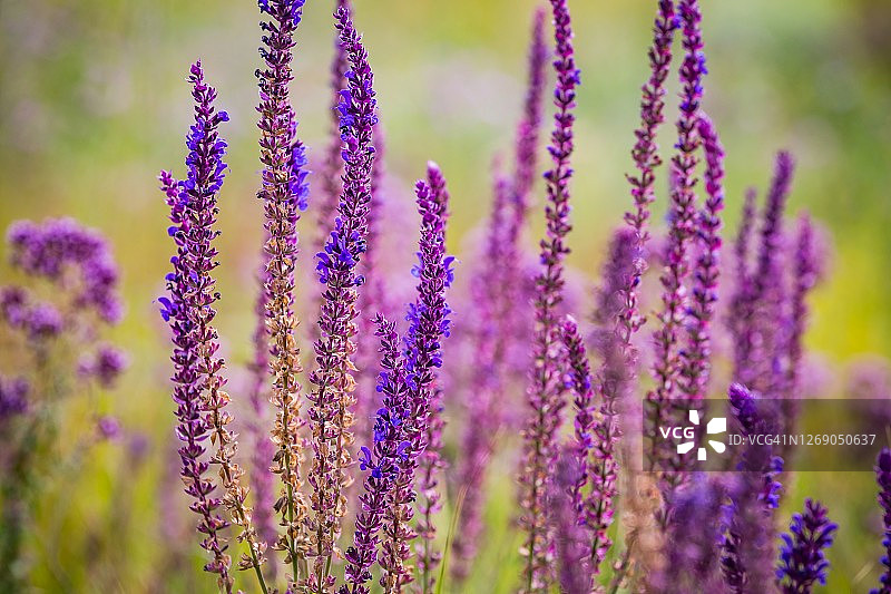 夏日草地上，阳光下的鼠尾草或鼠尾草的紫色花朵。选择软焦点。模糊的背景。图片素材