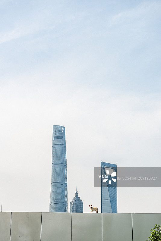 上海的天际线和一只狗图片素材