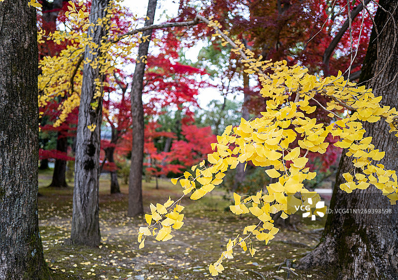 秋天的叶子是红色和黄色的图片素材