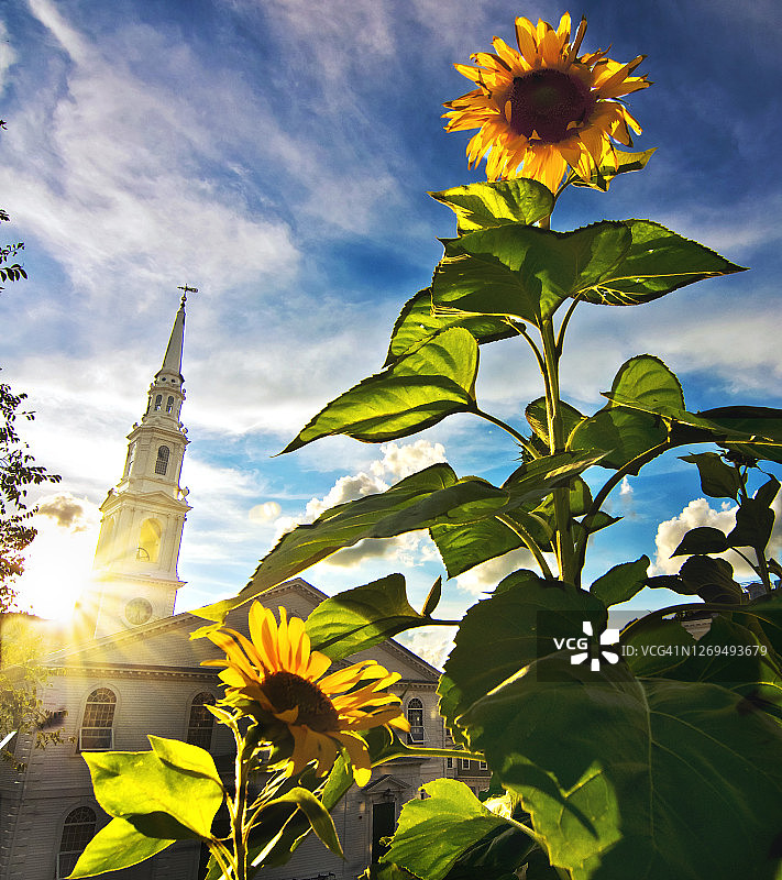 普罗维登斯市日落和向日葵对蓝天图片素材