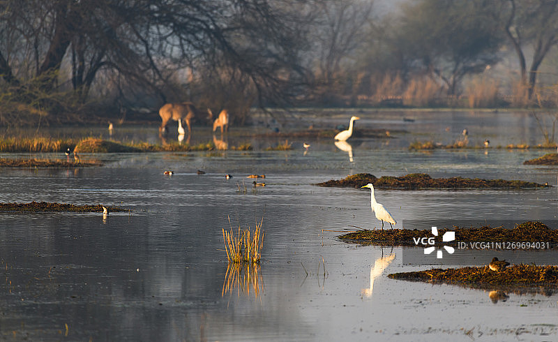 湿地白鹭的特写镜头图片素材