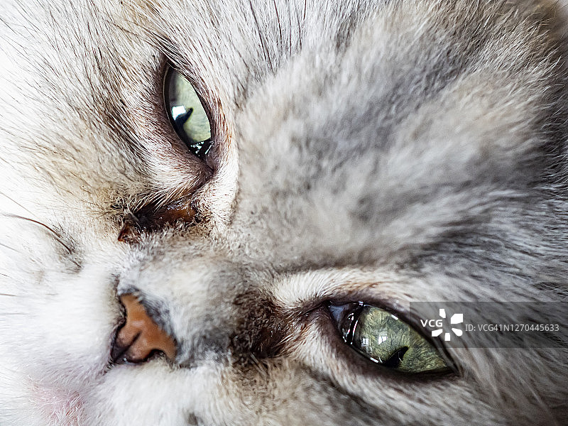 特写照片的英国短毛家猫的眼睛图片素材