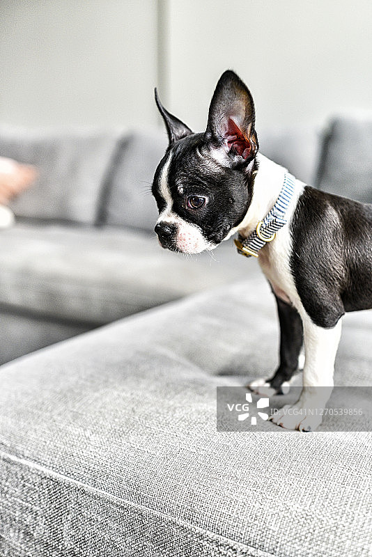 波士顿小猎犬小狗与大耳朵室内沙发图片素材