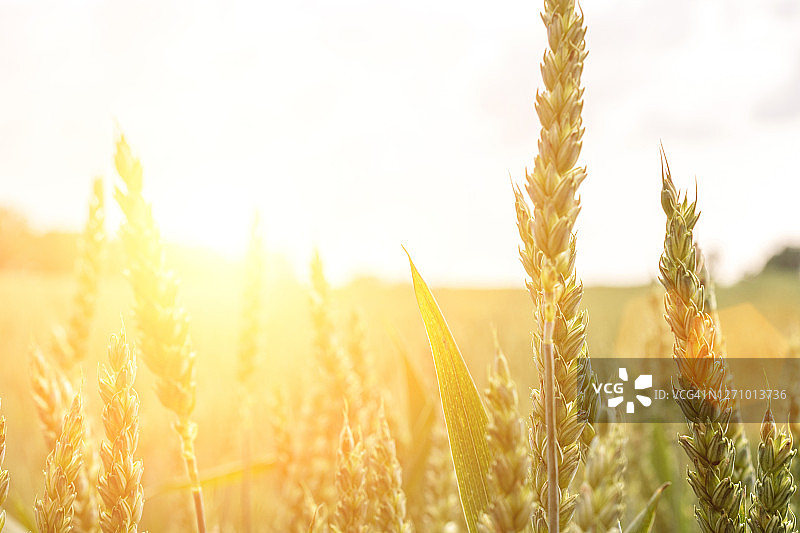 在太阳日的绿色小麦黑麦景观。嘉禾背景。面包植物农业在日落时种植谷类作物。图片素材