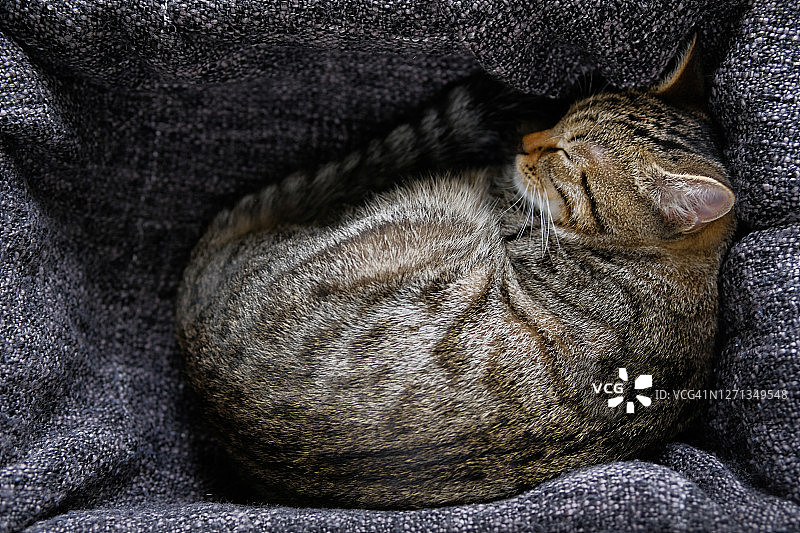 一只家养的灰虎斑猫蜷缩在编织的毯子里，躺在篮子里睡觉图片素材