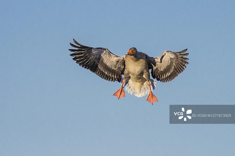 飞行灰鹅(回答者)接近，候鸟，韦斯特戈特兰，瑞典图片素材