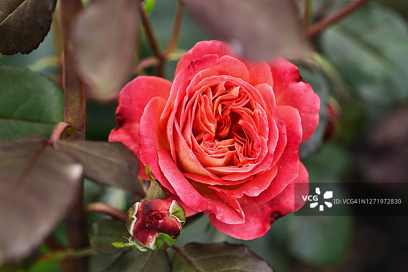 夏天花园里的花特写。珊瑚色玫瑰，柔和的焦点图片素材