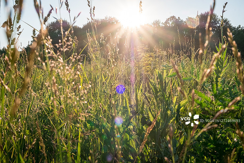 太阳在日落时穿过草地和田野里的鲜花。俄罗斯,俄罗斯图片素材