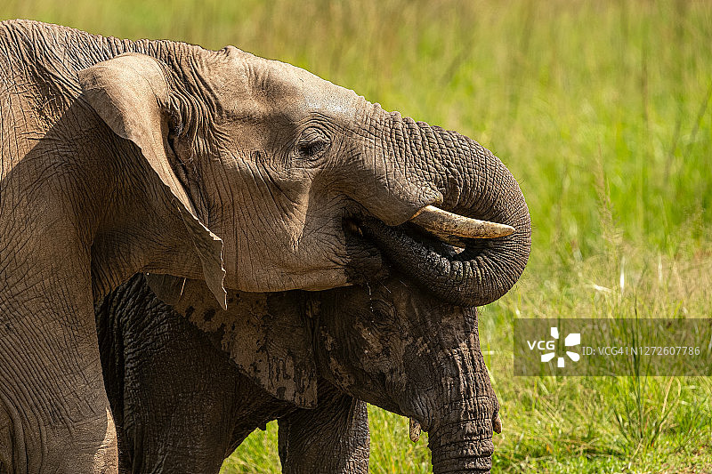 口渴的非洲小象在野外的水坑里喝水图片素材