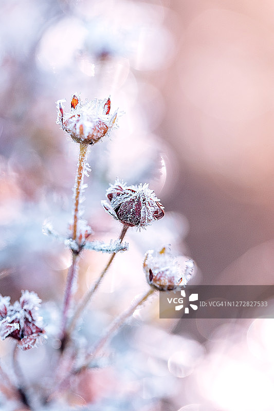 霜冻水晶冰叶子在秋天寒冷的早晨蓝色背景图片素材