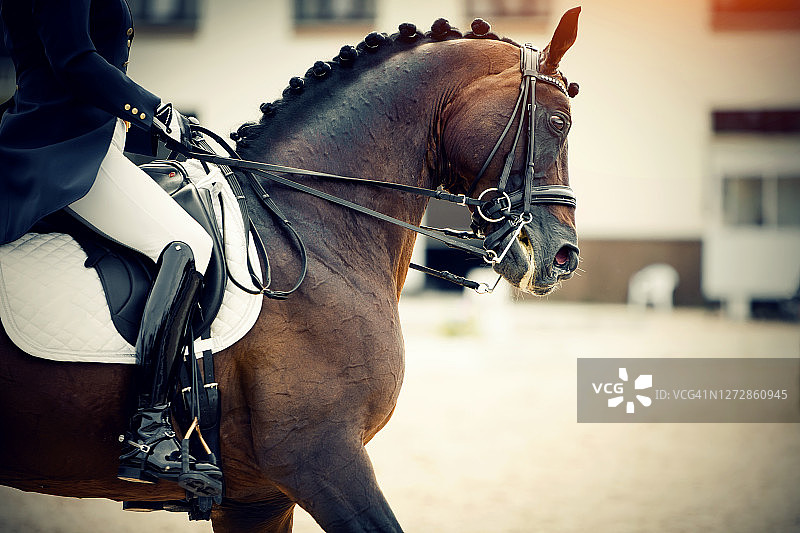 马术运动。肖像运动马在双笼头。马镫上骑手的腿，骑在一匹棕色的马上。图片素材