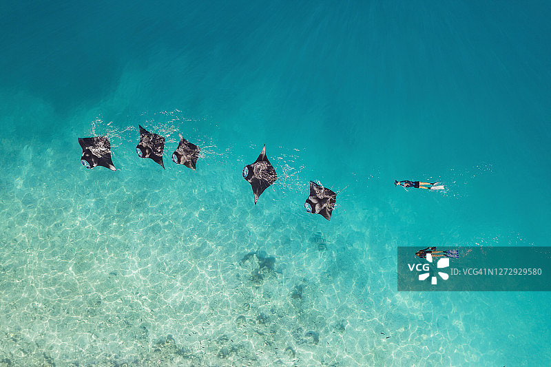 马尔代夫两名女子与蝠鲼一起游泳的鸟瞰图图片素材