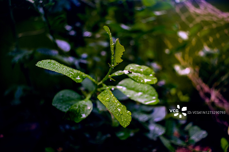近距离微距摄影的干净的水滴在纹理的叶子在花园。清新的绿树和植物雨后的自然背景。透明的露珠，在早晨的阳光下闪闪发光。图片素材