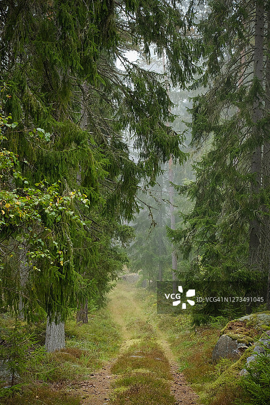 狭窄的砾石路在秋雾中穿过森林图片素材