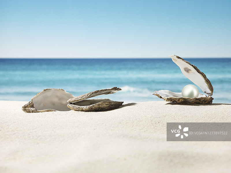 海滩上的珍珠牡蛎图片素材