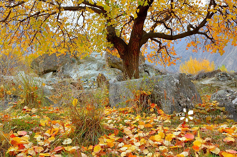 五彩缤纷的秋叶落在地上。图片素材