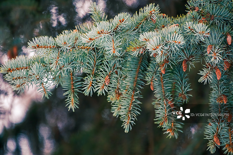 绿色的云杉树枝在冬天有新的新鲜球果。图片素材