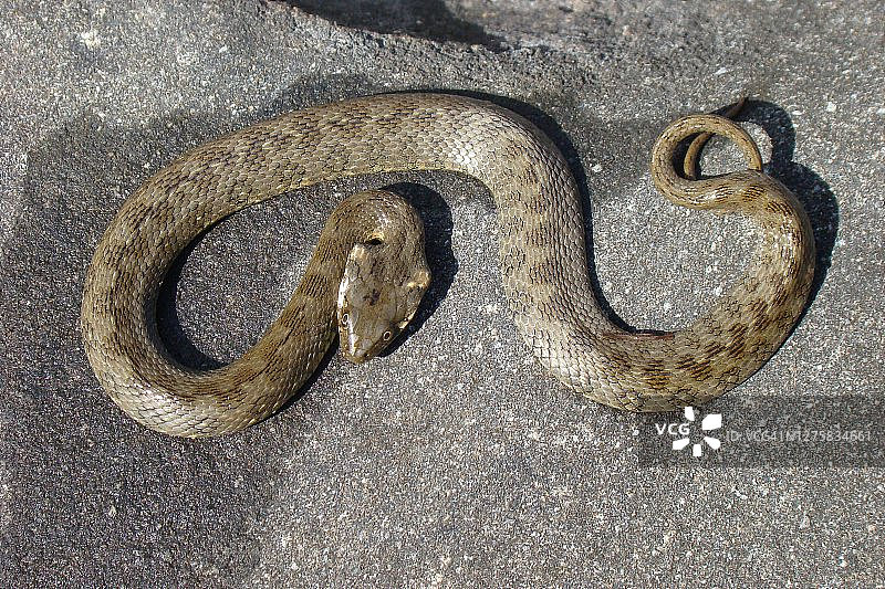 毒蛇水蛇(Natrix maura)图片素材