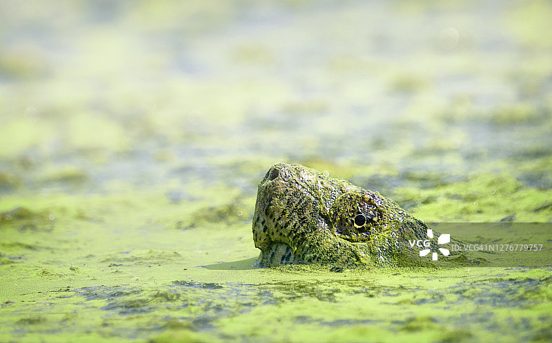 在宾夕法尼亚州，龟眼对着长满苔藓的池塘绿色图片素材