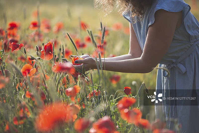 年轻女子手捧鲜花站在罂粟田里图片素材