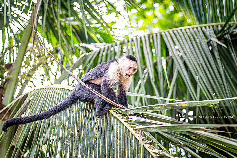 哥斯达黎加野生猴子图片素材