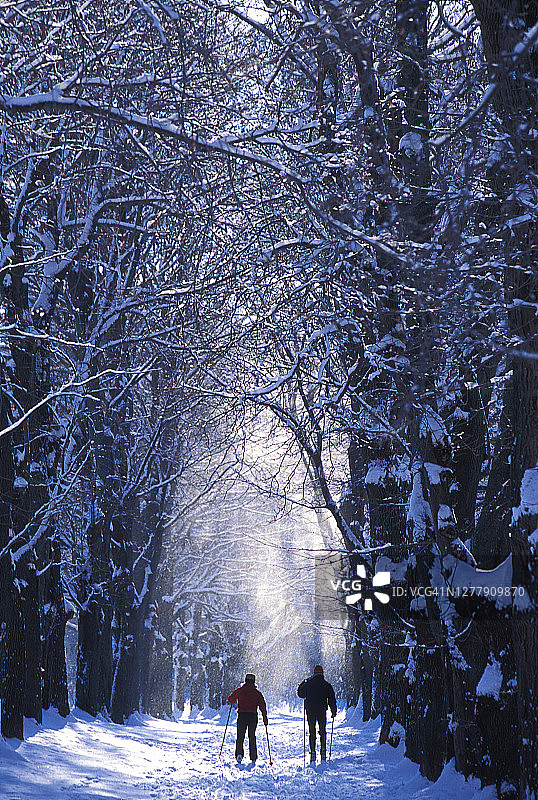 后视图的一个遥远的夫妇越野滑雪在高树覆盖新雪在新英格兰图片素材