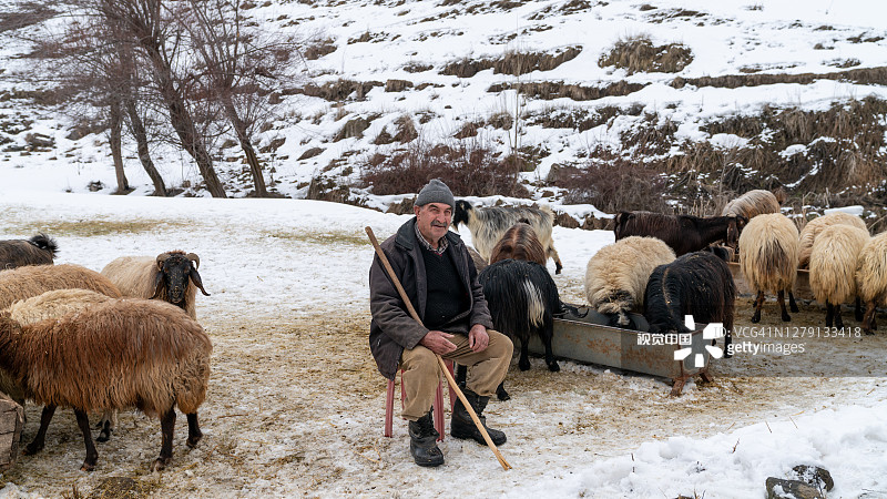 土耳其比蒂斯，牧羊人在放羊图片素材