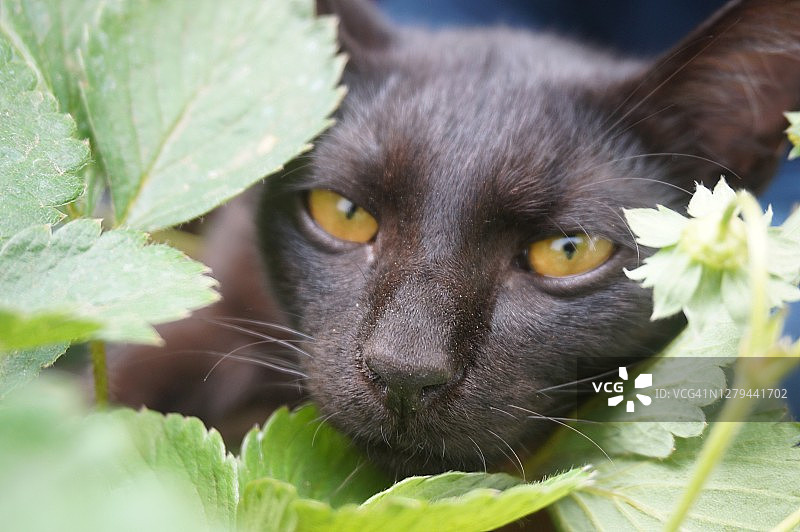 黑猫的脸在灌木丛后面图片素材