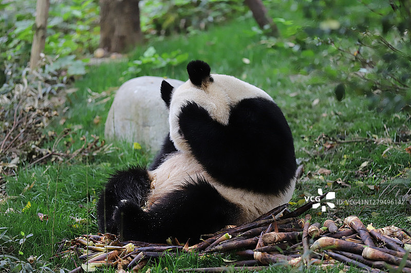可爱的大熊猫遮住脸，感到害羞图片素材