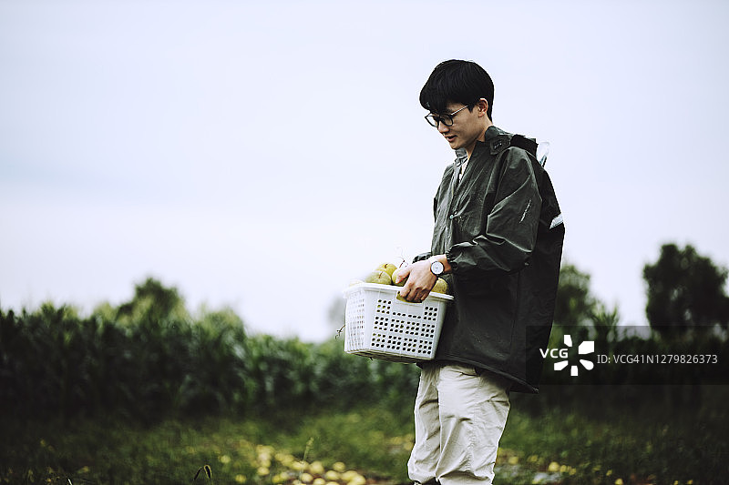 年轻的农民在有机农场的田地里收获瓜类作物图片素材