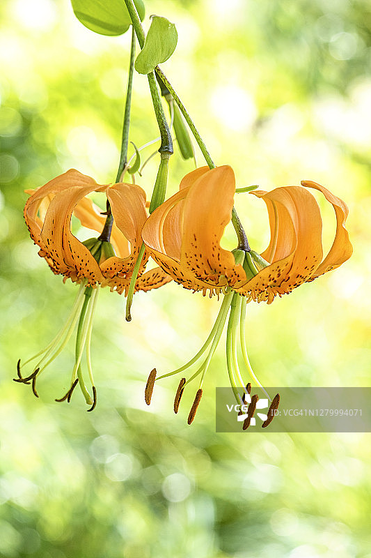 特写的美丽的夏季开花，橙色百合的花玫瑰百合图片素材