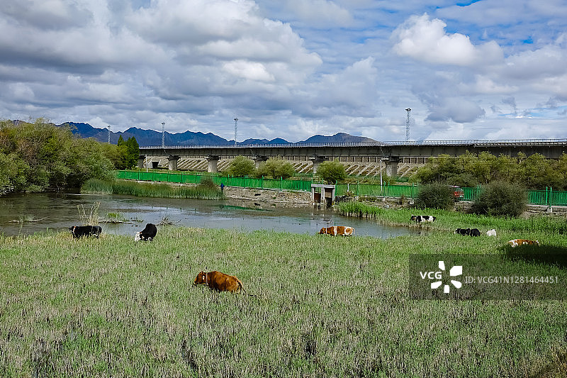 夏天，牛在草原上吃草图片素材