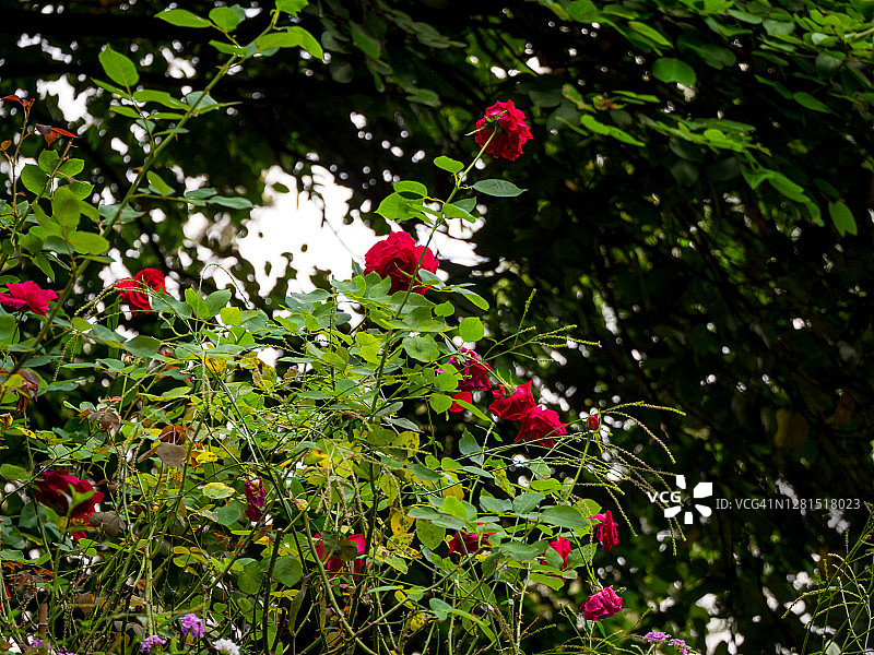 中国玫瑰被称为孟加拉玫瑰或孟加拉深红或孟加拉美女(Rosa Chinensis)在一个花园里的紫色花在麦德林，哥伦比亚图片素材