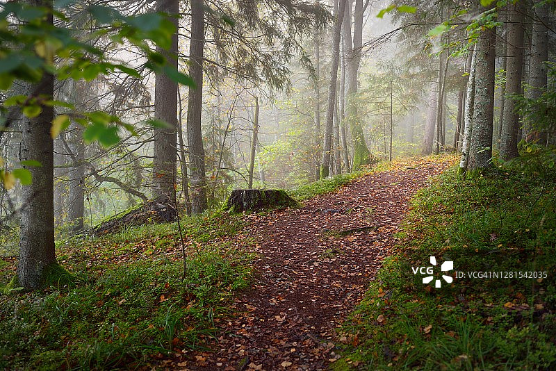 小路穿过森林在一个神秘的晨雾，自然隧道的彩色树木，柔和的光。田园诗般的秋天的场景。纯粹的自然，生态，季节。大气的格局。Sigulda、拉脱维亚图片素材
