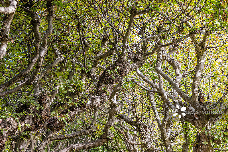 特写的扭曲的粗和细树枝与绿色的老树树篱形成一个隧道图片素材