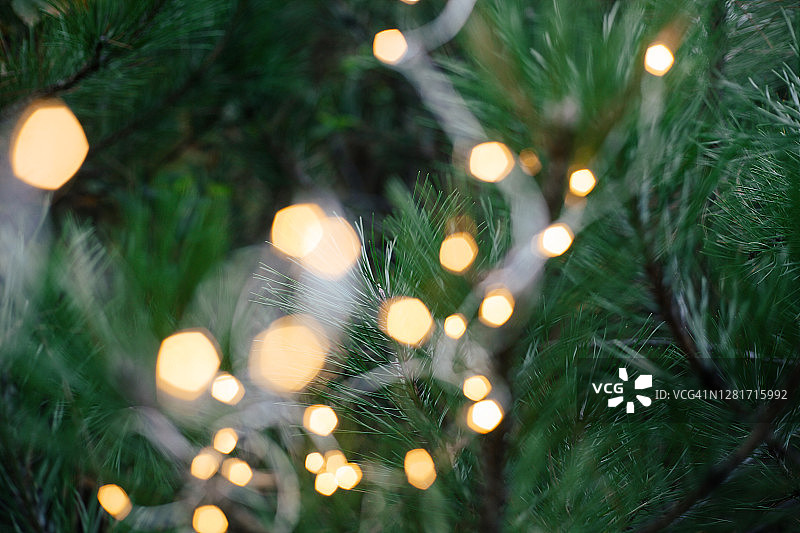 圣诞串灯花环挂在松柏绿树上，节日背景为寒假，收针图片素材
