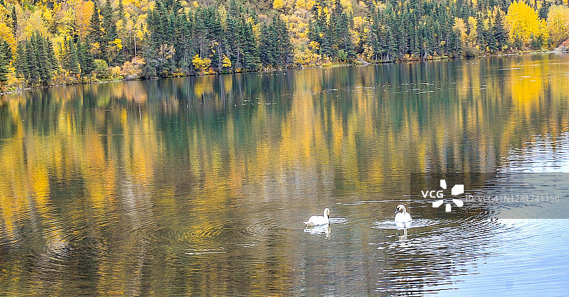 秋湖上的两只天鹅与倒影图片素材