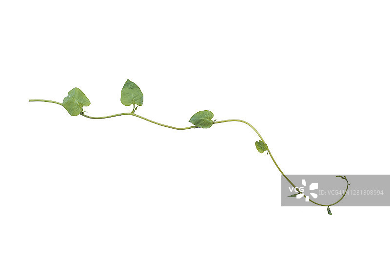 绿色的叶子自然框架边缘的魔鬼藤或金色的pothos热带叶植物在白色的背景图片素材