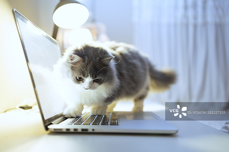 小猫坐在笔记本电脑上图片素材