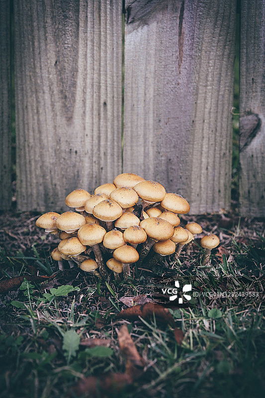 院子里的蘑菇和草和树叶在篱笆前面图片素材