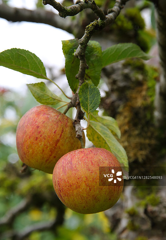 英国乡村花园果园树上的考克斯苹果。图片素材