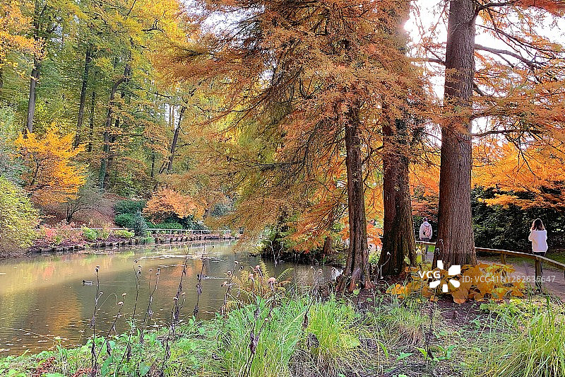 兄弟姐妹在公园里享受美丽的秋天，周围是五颜六色的树木。图片素材
