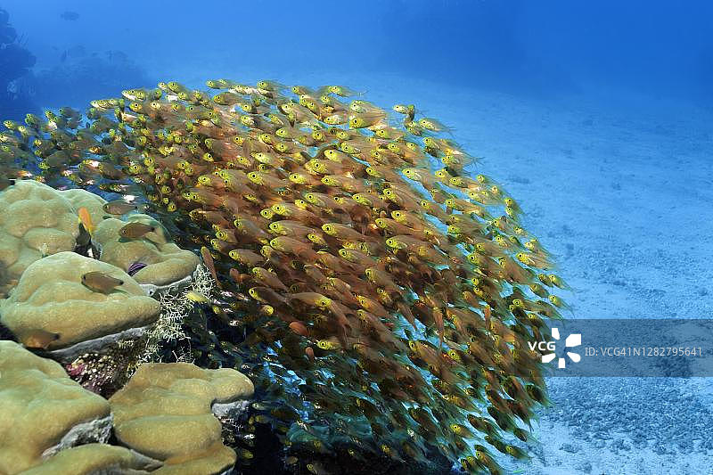 蜂群侏儒清洁工(Parapriacanthus ransonneti)或金玻璃鱼，安达曼海，姆科斯米兰国家公园，斯米兰群岛，攀雅省，泰国图片素材