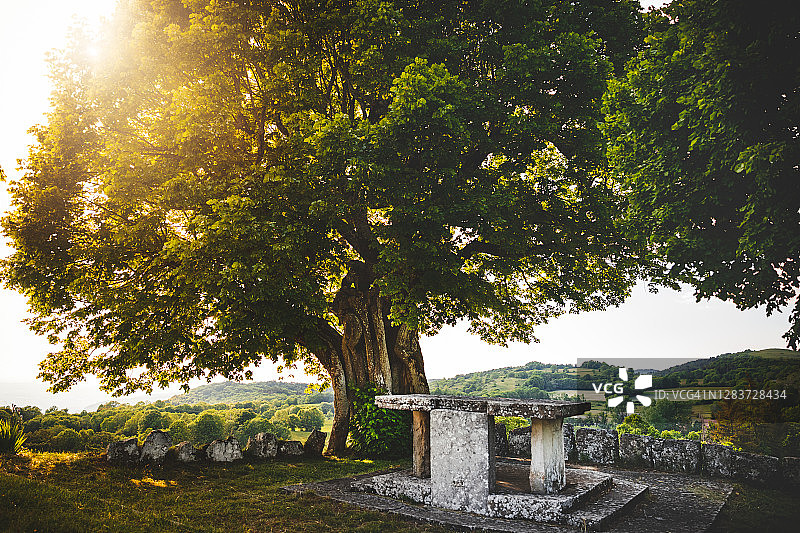 非常古老的椴树在春天与石桌石台阶和与明亮的日落图片素材