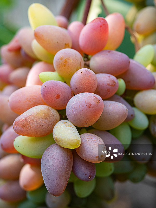 一串串五颜六色的葡萄挂在葡萄藤上图片素材