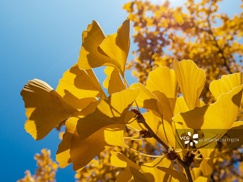 银杏树亮黄色的叶子。秋叶飘落在城市里。图片素材