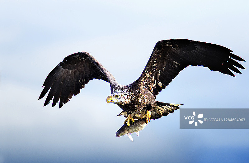 戏剧性的特写秃鹰幼在飞行与鱼在科诺文戈图片素材