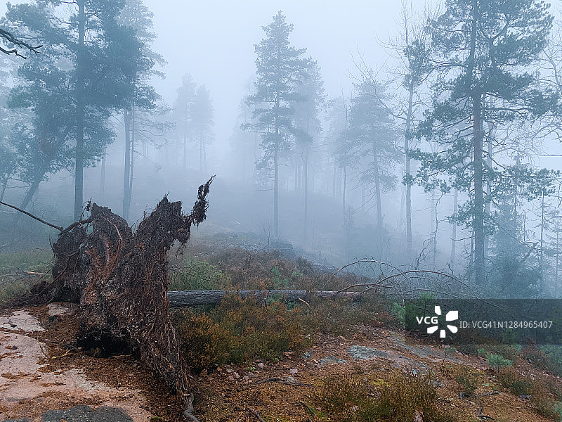 雾蒙蒙的森林里倒下的树图片素材